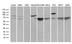 Invitrogen SF1 Monoclonal Antibody (OTI4C9) 100 &mu;L; Unconjugated:Antibodies,