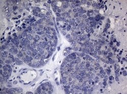 Invitrogen HOXD4 Monoclonal Antibody (OTI1E9) 100 &mu;L; Unconjugated:Antibodies,