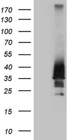 Invitrogen HOXD4 Monoclonal Antibody (OTI1E9) 100 &mu;L; Unconjugated:Antibodies,