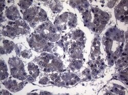 Invitrogen SF1 Monoclonal Antibody (OTI7H9) 100 &mu;L; Unconjugated:Antibodies,