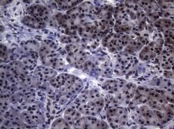 Invitrogen SF1 Monoclonal Antibody (OTI7H9) 100 &mu;L; Unconjugated:Antibodies,