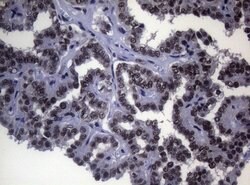 Invitrogen SF1 Monoclonal Antibody (OTI7H9) 100 &mu;L; Unconjugated:Antibodies,