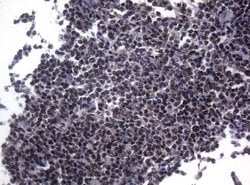 Invitrogen SF1 Monoclonal Antibody (OTI7H9) 100 &mu;L; Unconjugated:Antibodies,