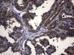 Invitrogen ADH5 Monoclonal Antibody (OTI5G4) 100 &mu;L; Unconjugated:Antibodies,