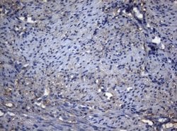 Invitrogen ADH5 Monoclonal Antibody (OTI5G4) 100 &mu;L; Unconjugated:Antibodies,