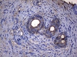Invitrogen ADH5 Monoclonal Antibody (OTI5G4) 100 &mu;L; Unconjugated:Antibodies,