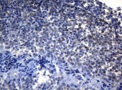 Invitrogen ADH5 Monoclonal Antibody (OTI5G4) 100 &mu;L; Unconjugated:Antibodies,
