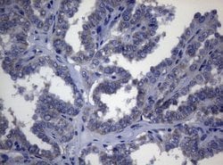 Invitrogen ADH5 Monoclonal Antibody (OTI4D4) 100 &mu;L; Unconjugated:Antibodies,