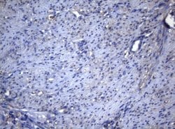 Invitrogen ADH5 Monoclonal Antibody (OTI4D4) 100 &mu;L; Unconjugated:Antibodies,