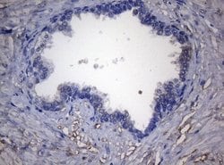 Invitrogen ADH5 Monoclonal Antibody (OTI4D4) 100 &mu;L; Unconjugated:Antibodies,
