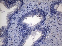 Invitrogen ADH5 Monoclonal Antibody (OTI4D4) 100 &mu;L; Unconjugated:Antibodies,