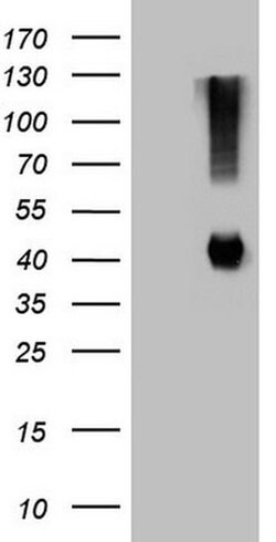Invitrogen ADH5 Monoclonal Antibody (OTI4D4) 100 &mu;L; Unconjugated:Antibodies,