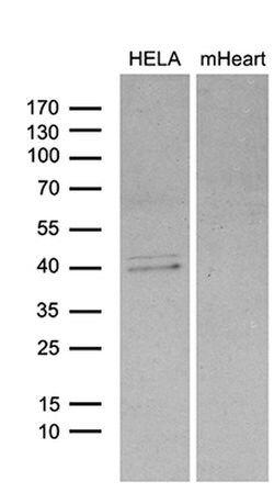 Invitrogen BCL7B Monoclonal Antibody (OTI2D9) 100 &mu;L; Unconjugated:Antibodies,