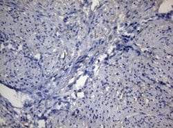 Invitrogen ADH5 Monoclonal Antibody (OTI10A10) 100 &mu;L; Unconjugated:Antibodies,