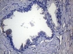 Invitrogen ADH5 Monoclonal Antibody (OTI10A10) 100 &mu;L; Unconjugated:Antibodies,