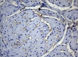 Invitrogen ADH5 Monoclonal Antibody (OTI10A10) 100 &mu;L; Unconjugated:Antibodies,