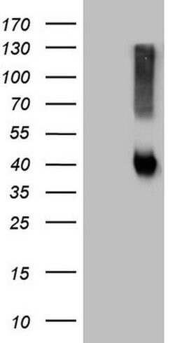 Invitrogen ADH5 Monoclonal Antibody (OTI10A10) 100 &mu;L; Unconjugated:Antibodies,