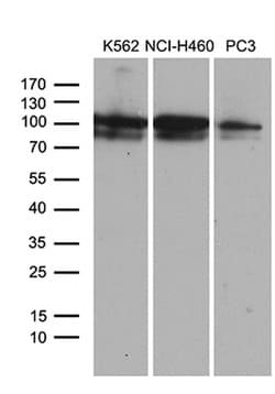 OTUD7B Monoclonal Antibody (OTI2E2):Antibodies, Monoclonal