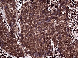 Invitrogen RPL10A Monoclonal Antibody (OTI2G9) 100 &mu;L; Unconjugated:Antibodies,