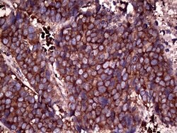 Invitrogen RPL10A Monoclonal Antibody (OTI4B2) 100 &mu;L; Unconjugated:Antibodies,
