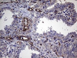 Invitrogen TRMT12 Monoclonal Antibody (OTI1C9) 100 &mu;L; Unconjugated:Antibodies,