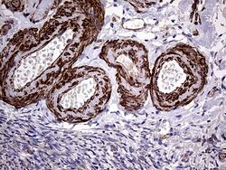 Invitrogen TRMT12 Monoclonal Antibody (OTI5C9) 100 &mu;L; Unconjugated:Antibodies,