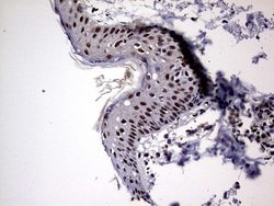 Invitrogen NPAS1 Monoclonal Antibody (OTI4C10) 100 &mu;L; Unconjugated:Antibodies,