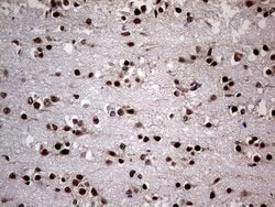 Invitrogen NPAS1 Monoclonal Antibody (OTI4C10) 100 &mu;L; Unconjugated:Antibodies,