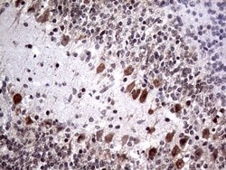 Invitrogen NPAS1 Monoclonal Antibody (OTI4C10) 100 &mu;L; Unconjugated:Antibodies,