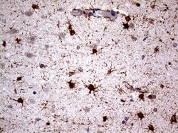 Invitrogen NPAS1 Monoclonal Antibody (OTI1C9) 100 &mu;L; Unconjugated:Antibodies,