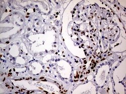 MEIS1 Monoclonal Antibody (OTI2A3), Invitrogen 100 &mu;L; Unconjugated:Antibodies,