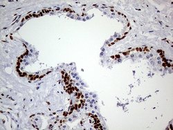 MEIS1 Monoclonal Antibody (OTI2A3), Invitrogen 100 &mu;L; Unconjugated:Antibodies,