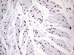MEIS1 Monoclonal Antibody (OTI2A3), Invitrogen 100 &mu;L; Unconjugated:Antibodies,
