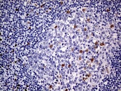 MEIS1 Monoclonal Antibody (OTI2A3), Invitrogen 100 &mu;L; Unconjugated:Antibodies,