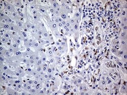 MEIS1 Monoclonal Antibody (OTI2A3), Invitrogen 100 &mu;L; Unconjugated:Antibodies,