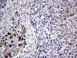 MEIS1 Monoclonal Antibody (OTI2A3), Invitrogen 100 &mu;L; Unconjugated:Antibodies,