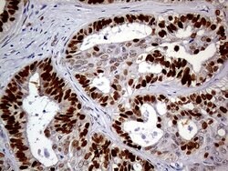 MEIS1 Monoclonal Antibody (OTI2A3), Invitrogen 100 &mu;L; Unconjugated:Antibodies,