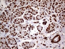 MEIS1 Monoclonal Antibody (OTI2A3), Invitrogen 100 &mu;L; Unconjugated:Antibodies,