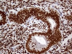 MEIS1 Monoclonal Antibody (OTI2A3), Invitrogen 100 &mu;L; Unconjugated:Antibodies,