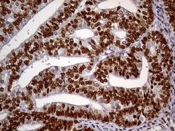 MEIS1 Monoclonal Antibody (OTI2A3), Invitrogen 100 &mu;L; Unconjugated:Antibodies,