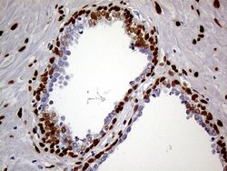 MEIS1 Monoclonal Antibody (OTI2A3), Invitrogen 100 &mu;L; Unconjugated:Antibodies,
