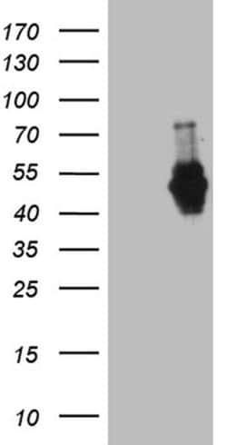 MEIS1 Monoclonal Antibody (OTI2A3), Invitrogen 100 &mu;L; Unconjugated:Antibodies,