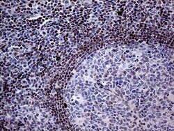 Invitrogen Fra2 Monoclonal Antibody (OTI2B4) 100 &mu;L; Unconjugated:Antibodies,