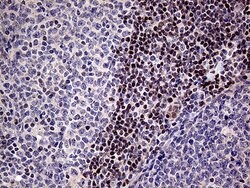 Invitrogen Fra2 Monoclonal Antibody (OTI2B4) 100 &mu;L; Unconjugated:Antibodies,