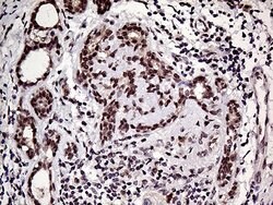 Invitrogen HOXD9 Monoclonal Antibody (OTI1H3) 100 &mu;L; Unconjugated:Antibodies,