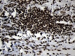 Invitrogen HOXC4 Monoclonal Antibody (OTI1F6) 100 &mu;L; Unconjugated:Antibodies,