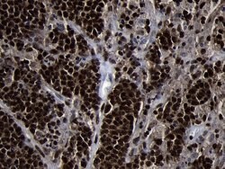 Invitrogen HOXC4 Monoclonal Antibody (OTI1F6) 100 &mu;L; Unconjugated:Antibodies,