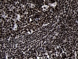 Invitrogen HOXC4 Monoclonal Antibody (OTI1F6) 100 &mu;L; Unconjugated:Antibodies,
