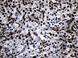 Invitrogen HOXC4 Monoclonal Antibody (OTI1F6) 100 &mu;L; Unconjugated:Antibodies,