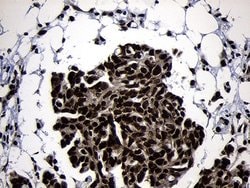 Invitrogen HOXC4 Monoclonal Antibody (OTI1F6) 100 &mu;L; Unconjugated:Antibodies,